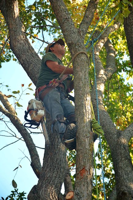 A gardener wearing safety glasses, a dark cap, and casual clothing is perched high in a mature tree, using climbing gear and ropes to perform maintenance or removal work. The tree has thick, textured